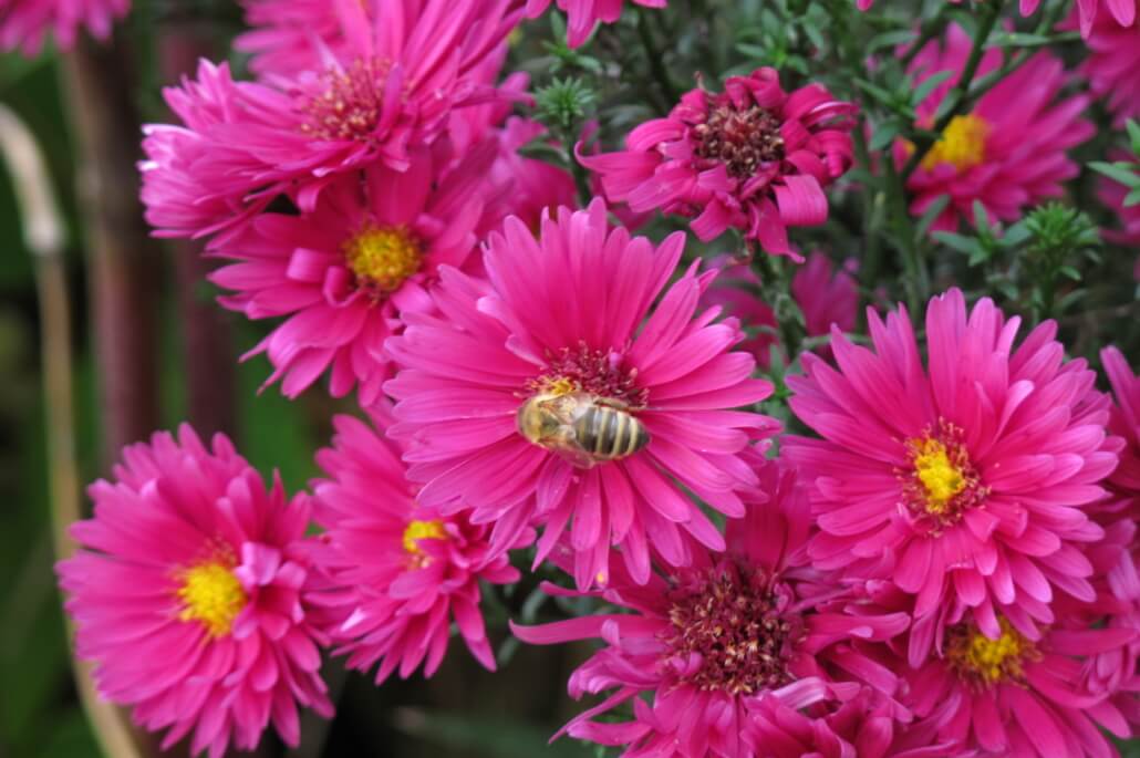Natürlich Blumen Coburg Natürlich Blumen Coburg
